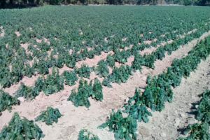 Sector Agrícola de Tarija Sufre Severos Daños por Heladas