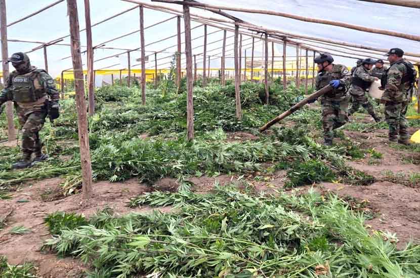 Hallan megacultivos de marihuana en carpas en el norte de Potosí